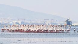 Körfez Temizlendi, Flamingolar Yeniden Döndü