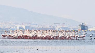 K&ouml;rfez Temizlendi, Flamingolar Yeniden D&ouml;nd&uuml;