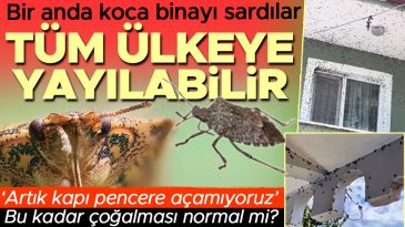 &ldquo;Kapı pencere a&ccedil;amıyoruz, aniden h&uuml;cum ediyorlar&rdquo; Bir anda koca binayı sardılar! T&uuml;m T&uuml;rkiye'ye yayılabilir, &ccedil;ok ciddi &ouml;nlemler alınmalı