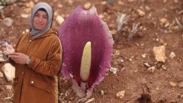 Mantar Toplayarak Yeni Bir Tür Keşfetti! Zehirli Bir Tür! 'Türkiye, Bu Cinsin Önemli Çeşitlenme Merkezlerinden Biri'