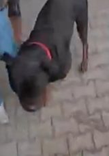 Mersin'de Rottweiler Korkusu: İlk Olarak Kadına, Ardından Kuryeye Saldırdı!