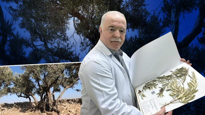 Nuh'un Gemisi Nerede? Zeytin Ağacından Gelen Delil…