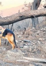 Patili dostlar doğa i&ccedil;in koşuyor