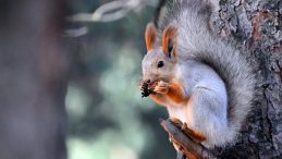 Renk Cümbüşü: Keklik Vadisi Sonbaharda Masal Diyarı Gibi