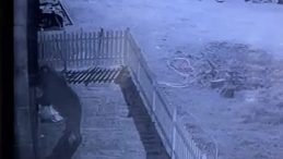 Rize'de Şok Eden Olay! Hırsızlık Şüphesi Gerçek Kamera Kayıtlarıyla Aydınlatıldı!