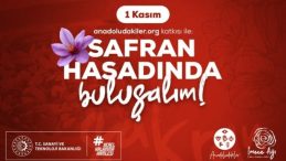 Safranbolu’da Morun ve Dayanışmanın Hasadı: Anadoludakiler’den Safran İmecesi