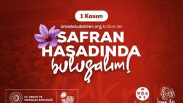 Safranbolu’da Morun ve Dayanışmanın Hasadı: Anadoludakiler’den Safran İmecesi