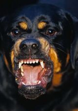 Sokakta Ağızlıksız Gezdirilen K&ouml;pek Tedirginlik Yarattı