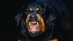 Sokakta Ağızlıksız Gezdirilen Köpek Tedirginlik Yarattı