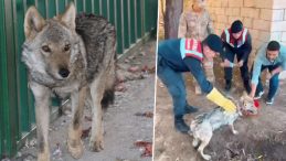 Sosyal Medyada Paylaşılan Görüntüler Ekipleri Harekete Geçirdi! Zincire Vurulan Kurt Kurtarıldı
