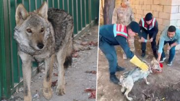 Sosyal Medyada Paylaşılan G&ouml;r&uuml;nt&uuml;ler Ekipleri Harekete Ge&ccedil;irdi! Zincire Vurulan Kurt Kurtarıldı