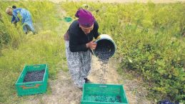 S&uuml;per Meyve Aronya İ&ccedil;in Hasat Zamanı