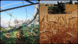 TARSİM Üreticilere Bu Yıl 27 Milyar Lira Hasar Ödemesi Yaptı