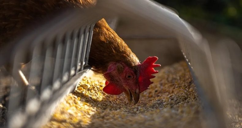 Tavuk Eti Üretimi Ağustos Ayında Yükseldi