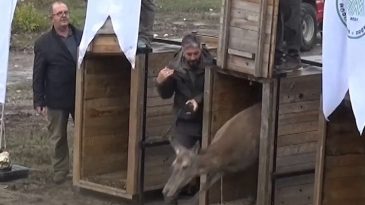 &Uuml;niversite Tarafından Yetiştirilen Kızılgeyikler Doğaya Salındı