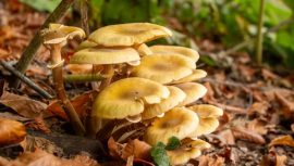 Uzmanından Önemli İkaza: "Sonbahar Döneminde Mantar Zehirlenmelerine Dikkat Edin"