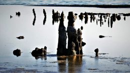 Van Gölü'nde Suların Çekilmesi ile Ortaya Çıkan Doğa Harikası: Ziyaretçi Yarışı!