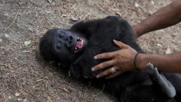 Yavru Goril 'Zeytin' Türkiye'de Kalacak