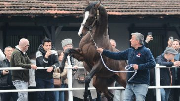 Yavruları 25 Milyon Dolar Kazan&ccedil; Sağladı! Dubai Prensinin Harasından T&uuml;rkiye'ye Getirildi