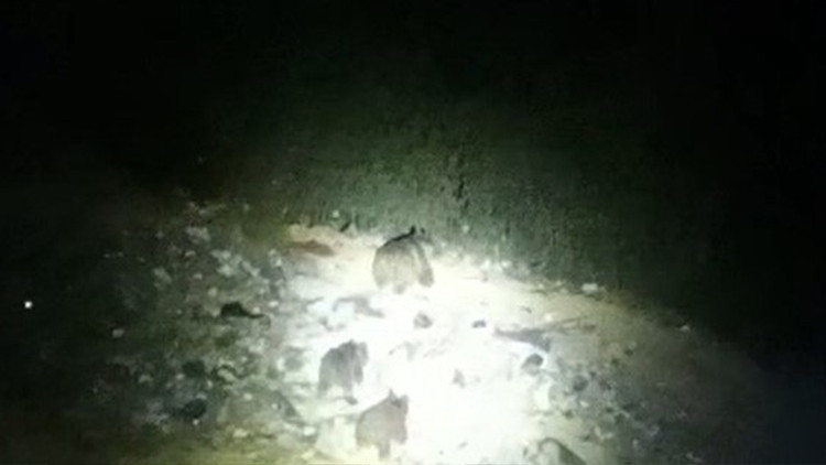 Yavrularıyla Yola İnen Ayı Ailesini Görenler Şaşırdı