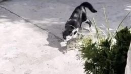 Yavrusu kurtarılana kadar başında bekledi! İşte kalpleri ısıtan o anlar…