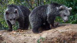 Yol Kenarında Bulunan Ayı Yavruları Yerel Halkın İlgisini Çekti!
