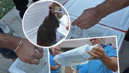 Zabıta Ekiplerinden Şok Denetim: Tayland'dan İthal Koliler!