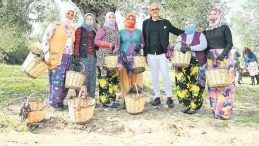 Zeytin Geleneği Kadınların Eline Emanet