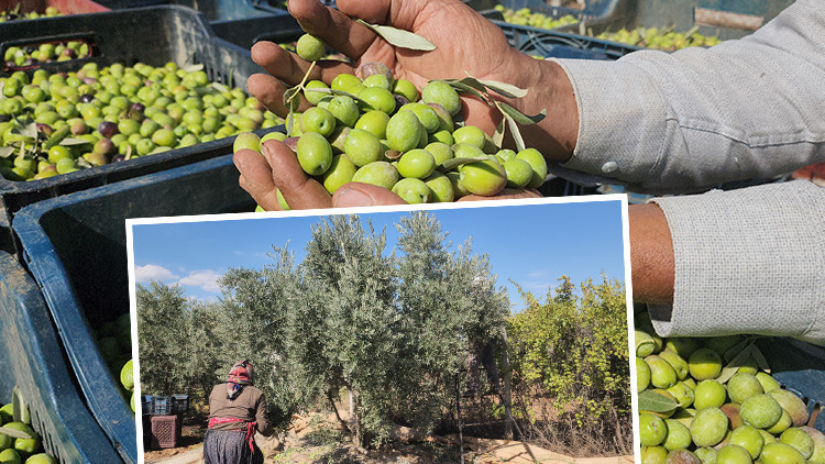 Zeytinde Bereketli Hasat: Bahçedeki Fiyatı Ucuzladı