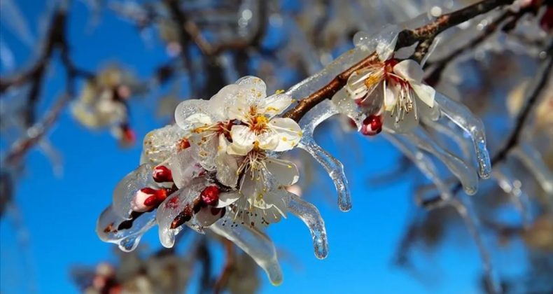23 Milyar Liralık Zirai Don Tazminatı &Uuml;reticilere &Ouml;dendi