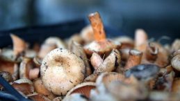 4 Kişi Mantar Zehirlenmesi Nedeniyle Hastaneye Kaldırıldı