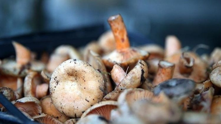 4 Kişi Mantar Zehirlenmesi Nedeniyle Hastaneye Kaldırıldı