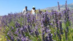 48,8 milyon metrekare Hazine arazisi tıbbi ve aromatik bitki yetiştirilmek üzere kiralandı