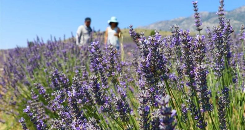 48,8 milyon metrekare Hazine arazisi tıbbi ve aromatik bitki yetiştirilmek üzere kiralandı
