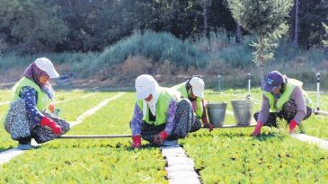 6 Yılda 280 Milyon Fidan Dikildi