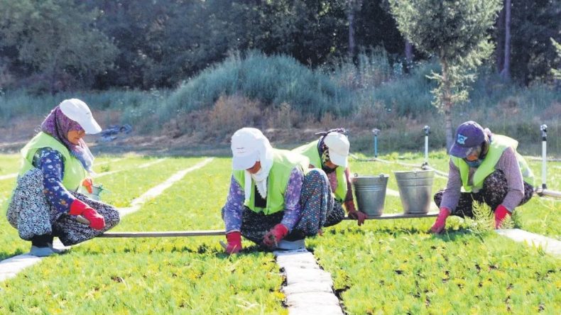 6 Yılda 280 Milyon Fidan Dikildi