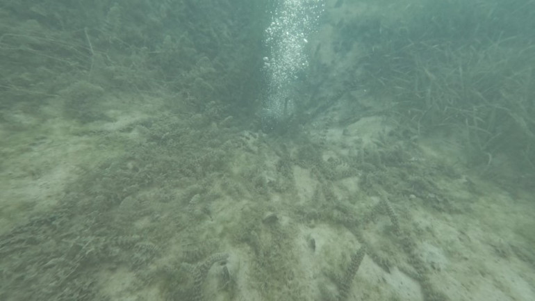 Göl Üzerindeki Hareketlilik