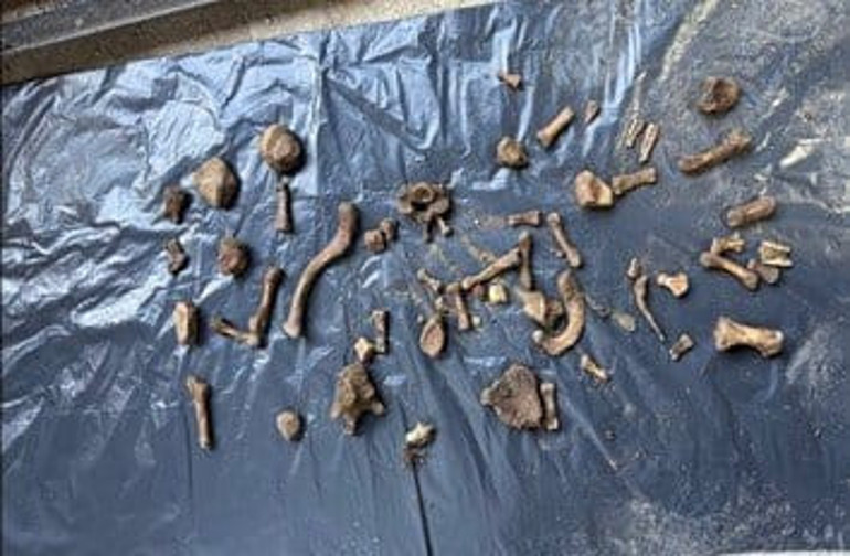 Kemiklerin bulunduğu yer ile ilgili görsel.