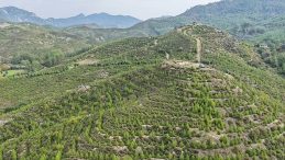 Ağa&ccedil;landırma Seferberliğinin İlk Yılında Dikilen Fidanlar Ağaca D&ouml;n&uuml;şt&uuml;