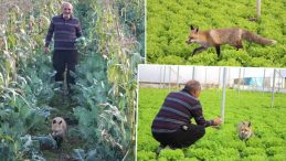 Amasya'da &Ccedil;ift&ccedil;i ile Tilkinin Sıra Dışı Dostluğu: 'Alıştırmak i&ccedil;in 1 Ay Mangal Partisi Yaptım'