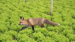 Amasya'da Kardeşler Arasındaki Eğlenceli Tilki Rekabeti: Mangal ve Pasta!