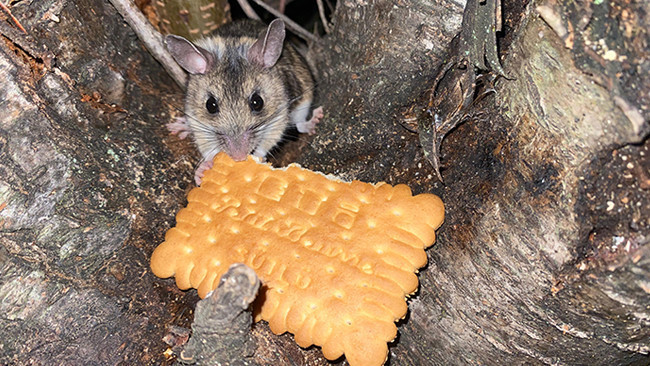 Amasya'da Nesli Tükenme Tehlikesiyle Karşı Karşıya Olan Fare Elden Beslendi