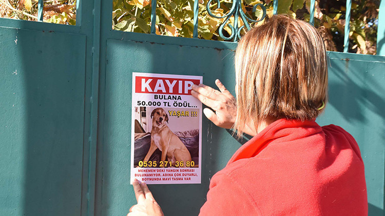 Arkadaşının Evinde Çıkan Yangında Kaybolan Köpek İçin Ödül İlanı