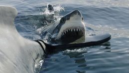 Avustralya'nın Sahillerinde K&ouml;pekbalığı Saldırısı: Gen&ccedil; Kadın Hayatını Kaybetti, Erkek Yoğun Bakımda