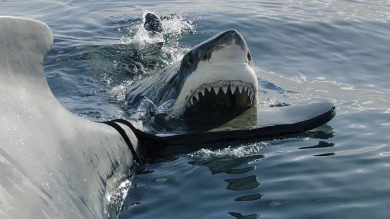 Avustralya'nın Sahillerinde Köpekbalığı Saldırısı: Genç Kadın Hayatını Kaybetti, Erkek Yoğun Bakımda