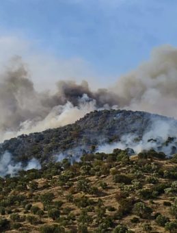 Aydın'da Orman Yangını