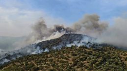 Aydın'da Orman Yangını