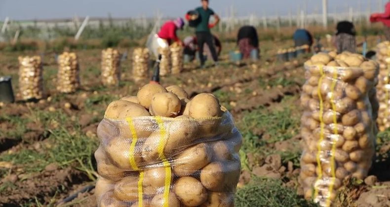 Bakanlıktan Patates Fiyatları ile İlgili Açıklama