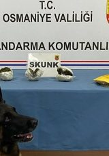 Bal Kabağında Uyuşturucu Tespit Edildi
