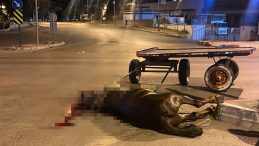 Başıboş Yolda Koşarken Ara&ccedil;la &Ccedil;arpışan At Hayatını Kaybetti